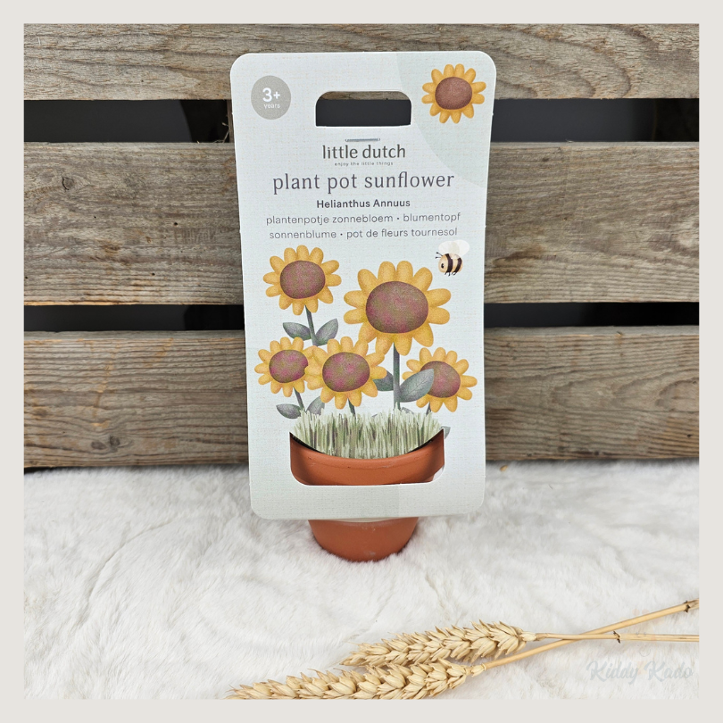 Zonnebloem